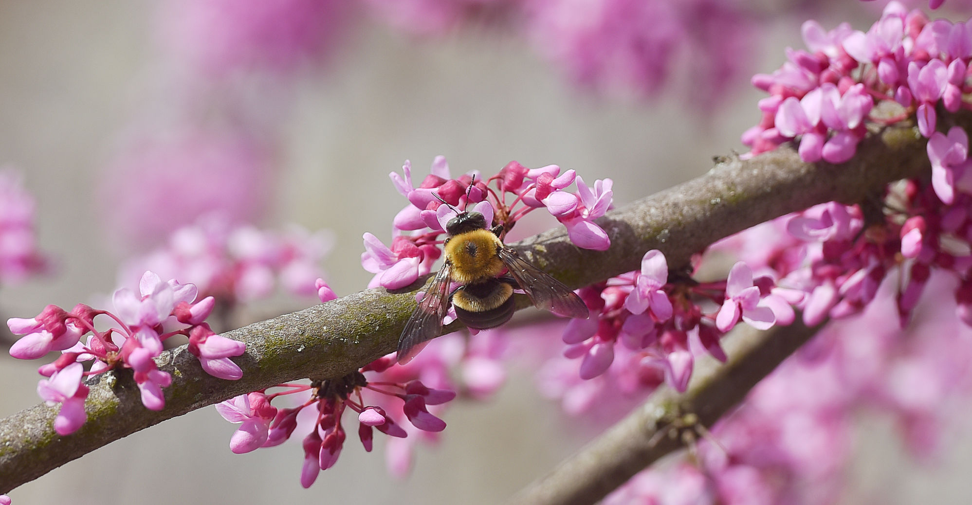 Bumblebee